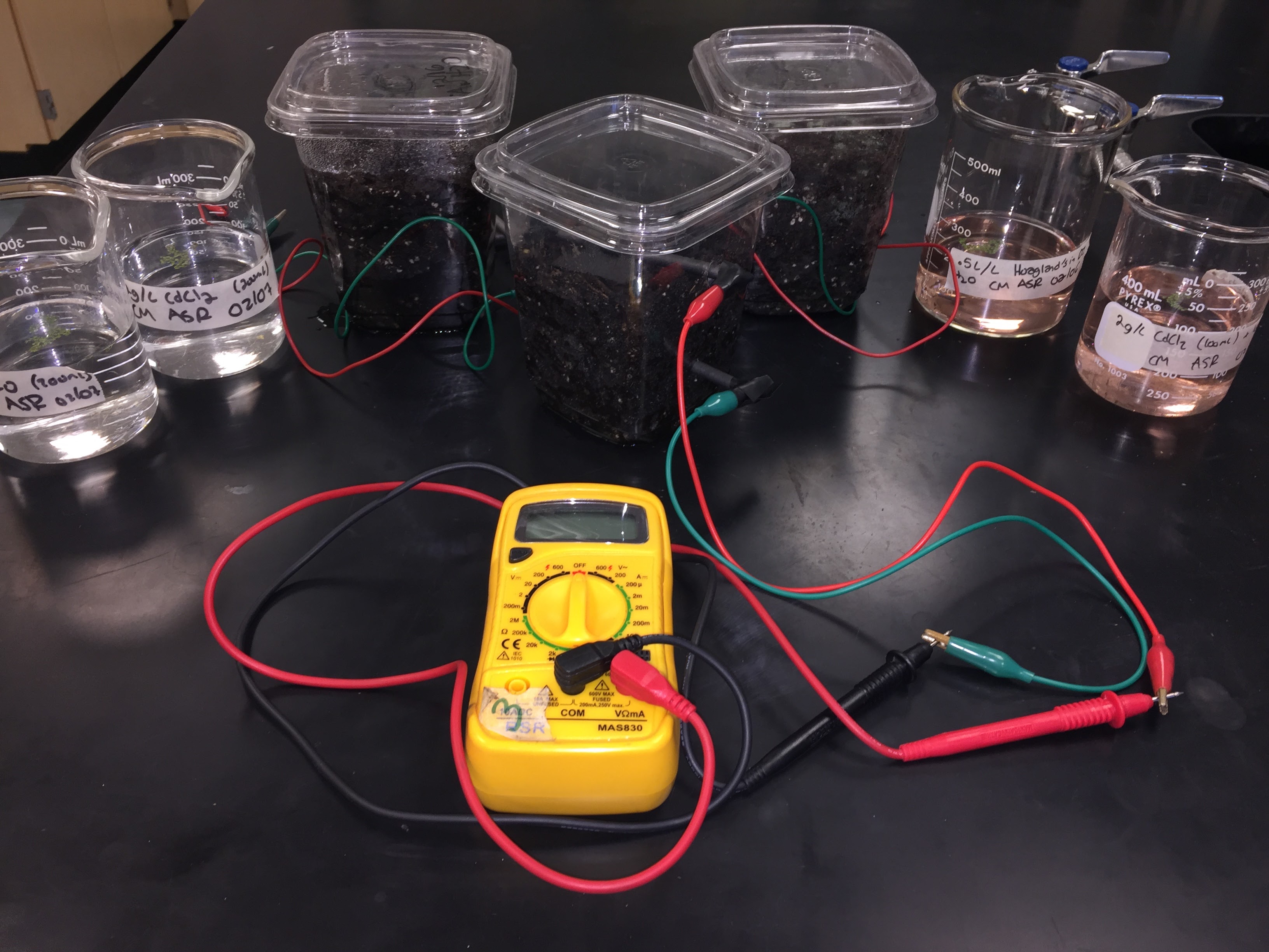 Homemade Microbial Fuel Cells and Renewable Energy