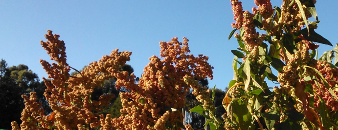 Grow Your Own Quinoa!