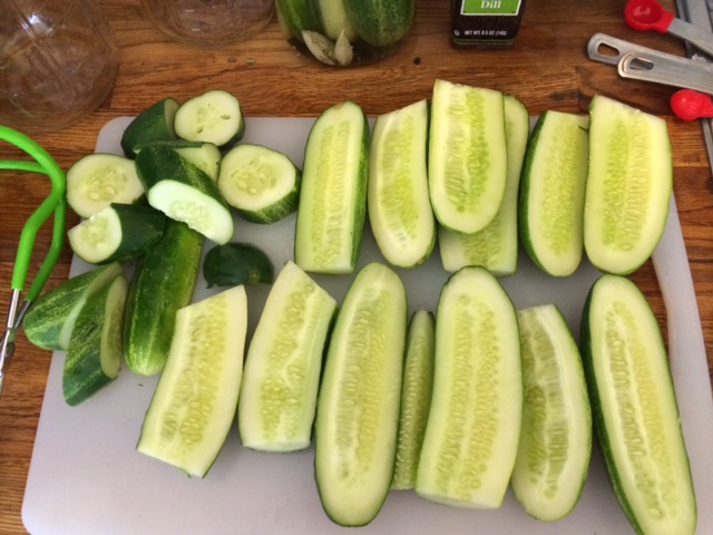 Fermenting Pickles