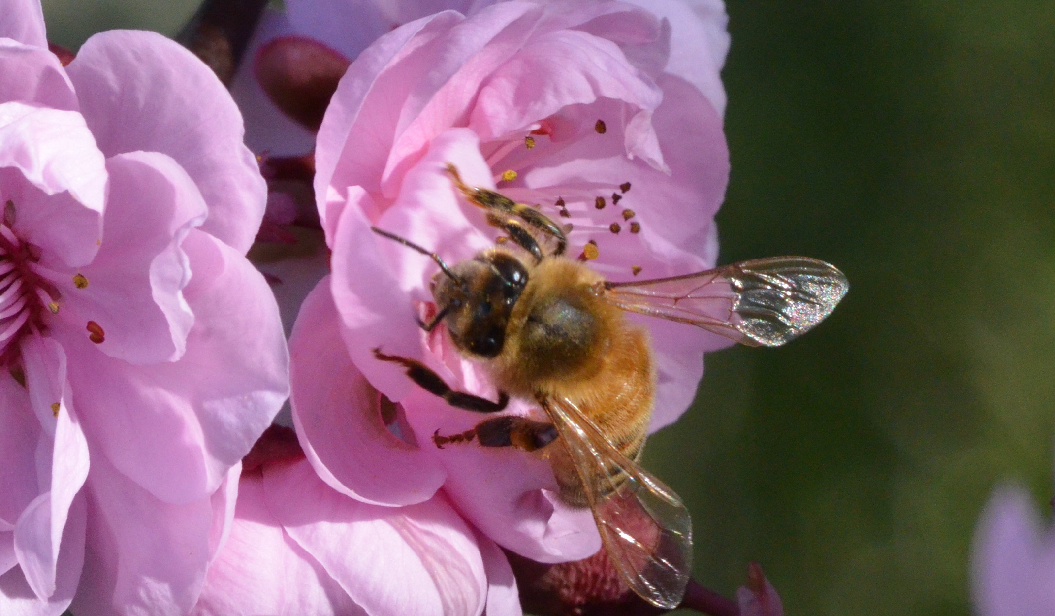 Bees, Systemic Insecticides, and Colony Collapse