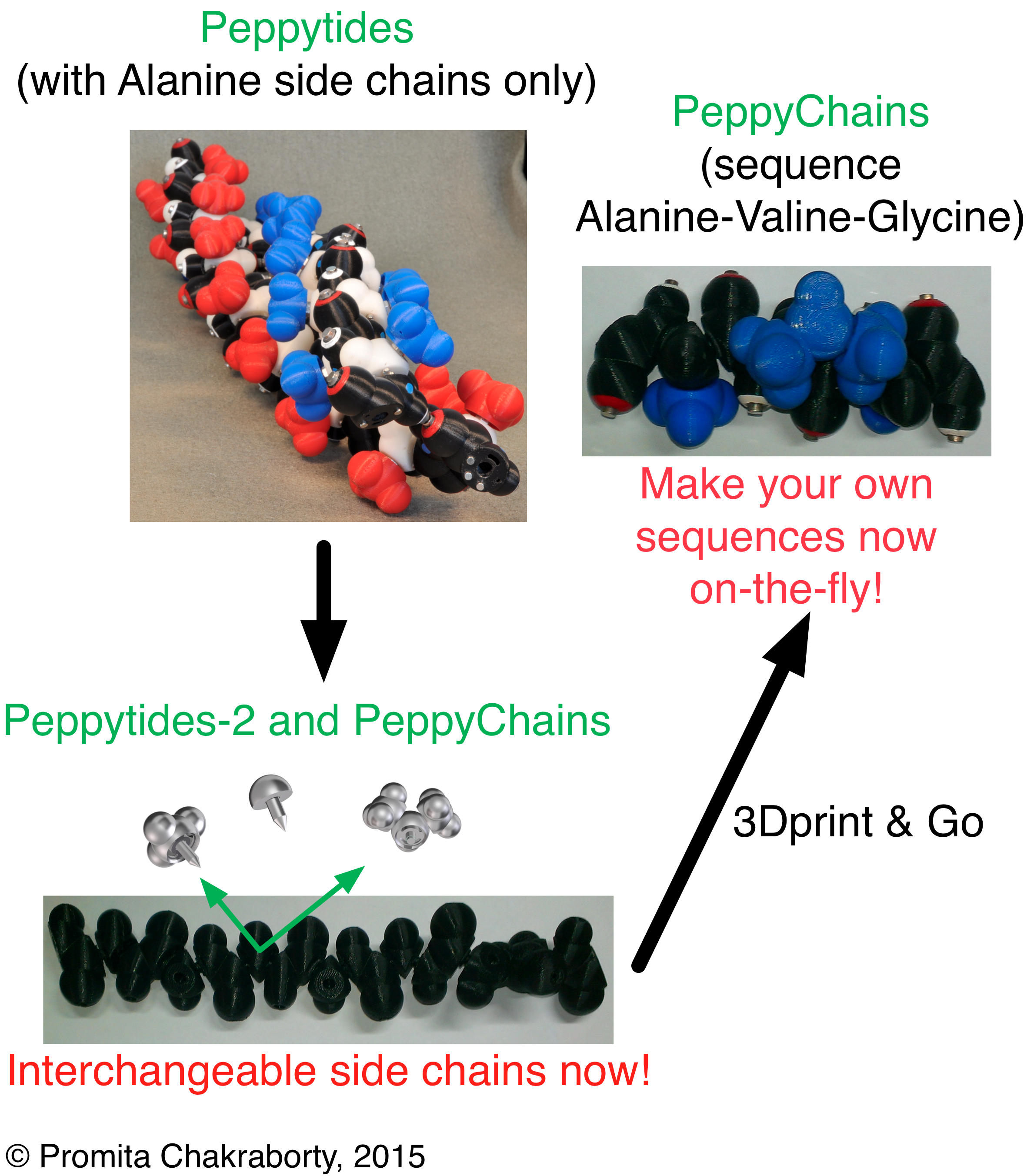 Peppytides-2 and PeppyChains: 3D-printed foldable protein models
