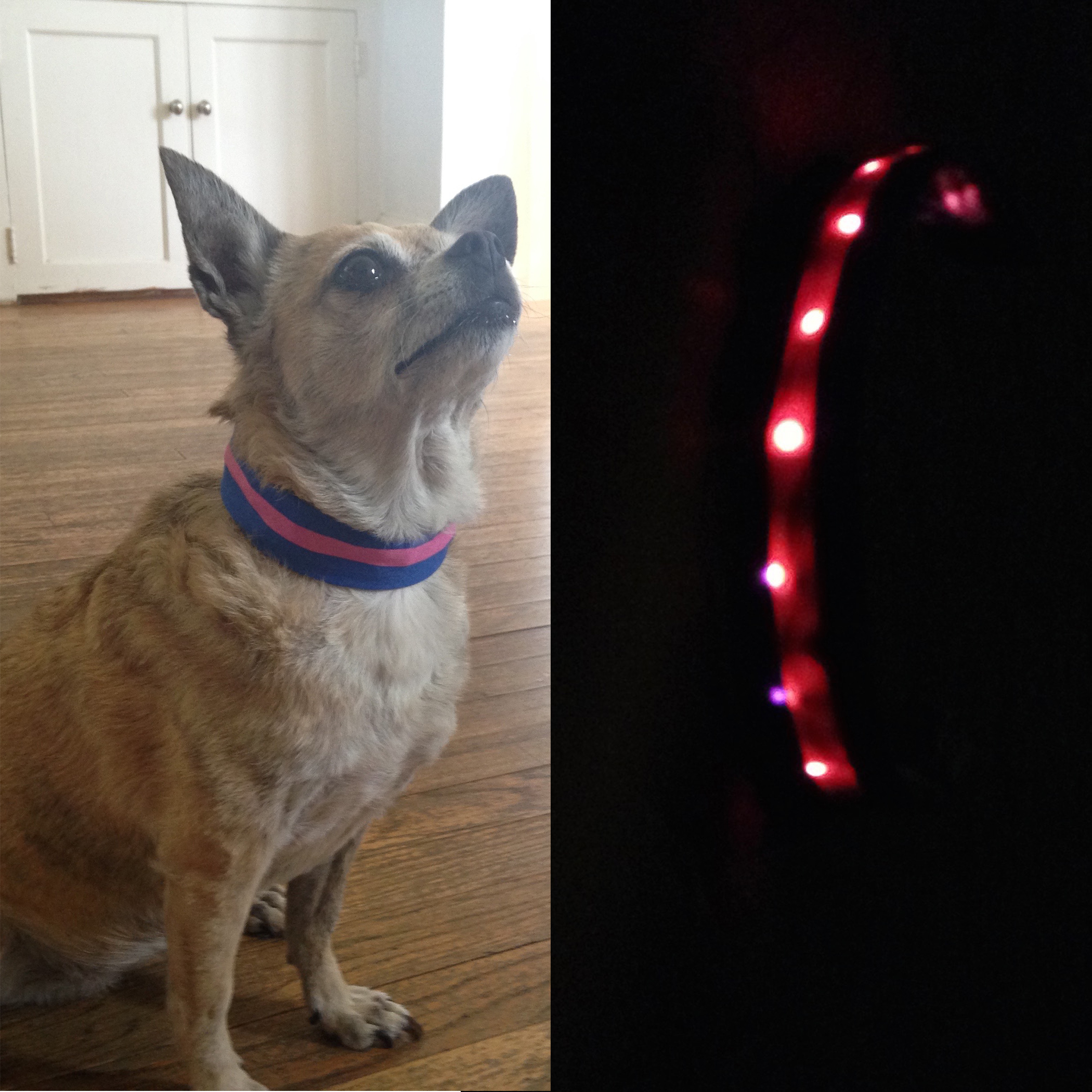 4 Paws Wearables